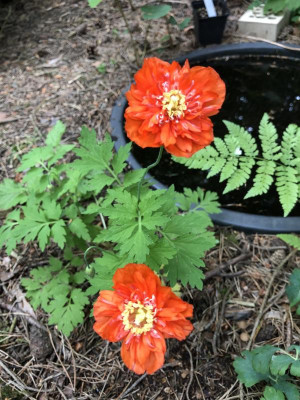 IMG_0819.jpeg