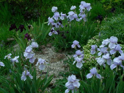 Morgendammerung_im_vollen_DSCN2492.jpg