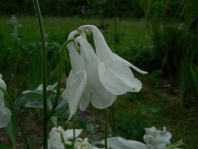 Aquilegia_vulgaris_Wei_DSCN2603.jpg