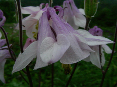 Aquilegia_vulgaris_Mauve_DSCN2630.jpg