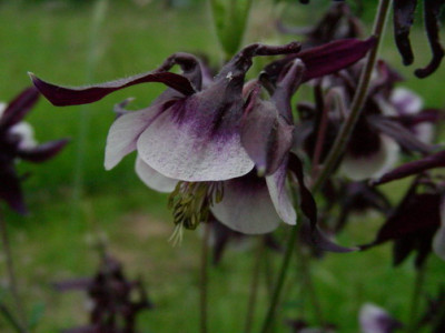 Aquilegia_vulgaris_William_Guiness_DSCN2629.jpg