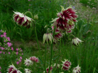 Aquilegia_vulgaris_var._stellata_Nora_Barlow_DSCN2635.jpg