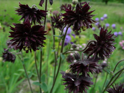 Aquilegia_vulgaris_var._stellata_Black_Barlow_DSCN2622.jpg