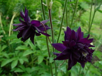 Aquilegia_vulgaris_var._stellata_Blau_gefullt_DSCN2602.jpg