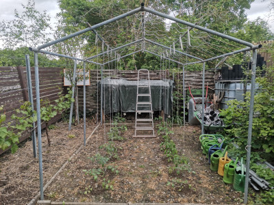 Tomaten 20230510.jpeg