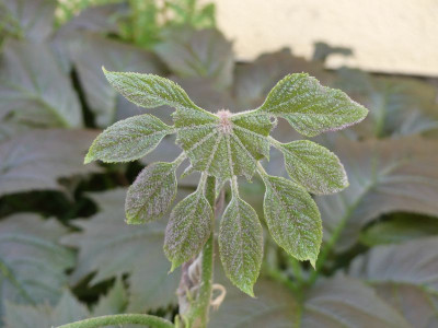 2023-05-11 Bassaiopsis mitis.jpg