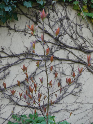 2023-05-11 Nyssa sinensis.jpg