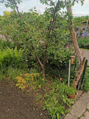 Apfel Bibaum.jpeg