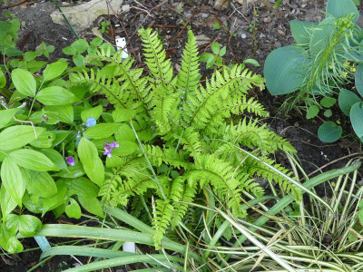 2023-05-11 Farne Polystichum aculeatum 'Cristatum Jessen'.jpg