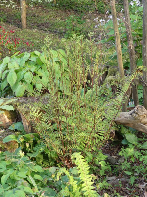 2023-05-11 Farne Osmunda lancea.jpg