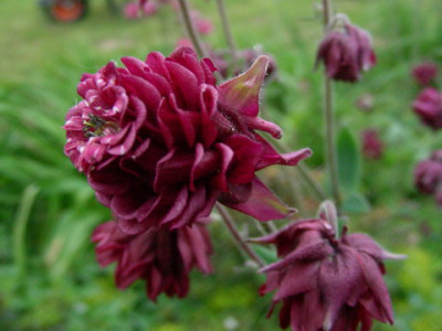 Aquilegia_vulgaris_Rot_gefullt_DSCN2633.jpg