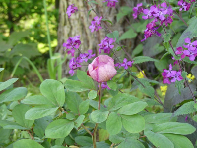 2023-05-11 Paeonia mlokosewitschii 1.jpg
