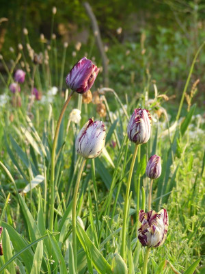 2023-05-11 Tulpen 'Insulinde'1.jpg