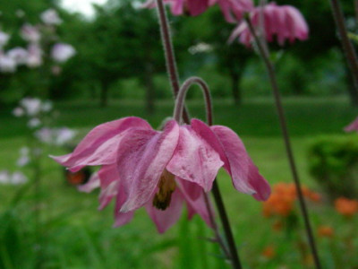 Aquilegia_vulgaris_var._stellata_Rosa_DSCN2634.jpg