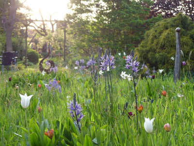 2023-05-11 Gartenimpressionen 2.jpg