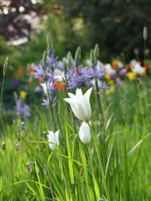 2023-05-11 Gartenimpressionen 3.jpg