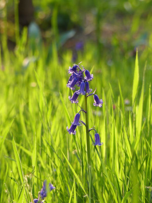 2023-05-11 Gartenimpressionen 5.jpg