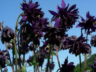Aquilegia_vulgaris_var._stellata_Blau_gefullt__DSCN2422.jpg