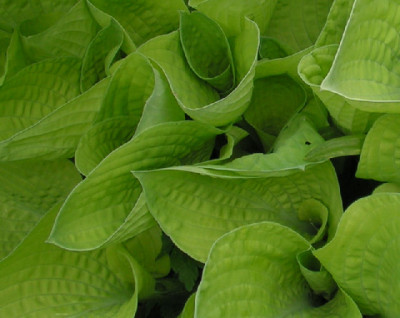 Hosta_Goldloeffel_078.jpg
