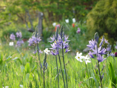2023-05-11 Camassia 1.jpg