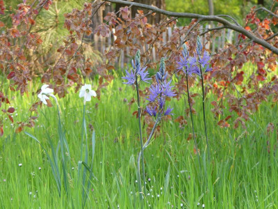 2023-05-11 Camassia 3.jpg