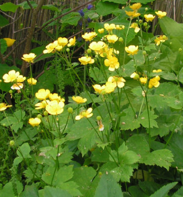 Ranunculus_spec_076.jpg