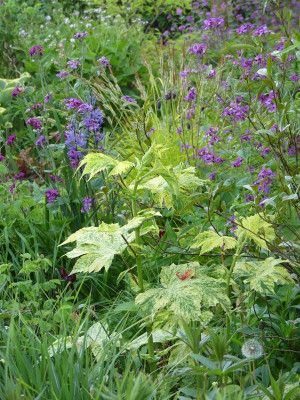 2023-05-11 Filipendula kamtschatica 'Variegata'.jpg