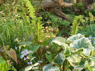 2023-05-11 Epimedium 'Rik' 2.jpg