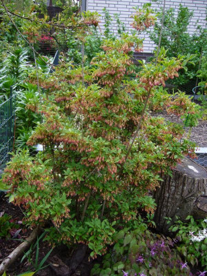 Enkianthus Epimedium.JPG