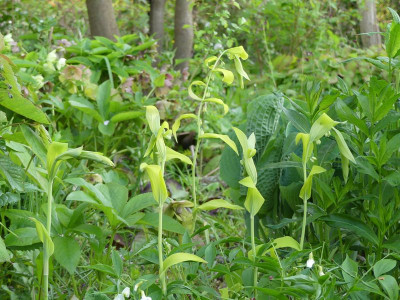 2023-05-11 Polygonatum 'Golden Bruno'.jpg