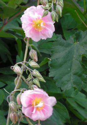 Helianthemum_Erdbeershake_048.jpg
