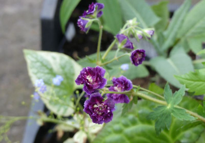 2023-05-11 Geranium phaeum 'Joseph Green'.jpg
