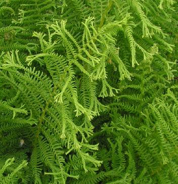 Athyrium_ff_Cruciatum_053.jpg