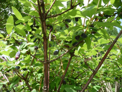Maibeeren.jpg
