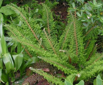 Polystichum_setiferum_Iveryanum_065.jpg