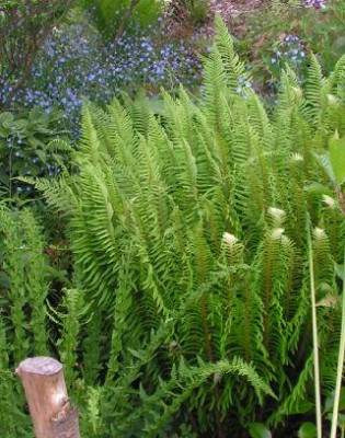 Polystichum_munitum_067.jpg