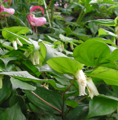 Disporum_smithii_062.jpg