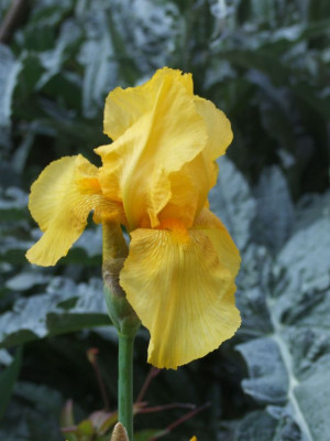 Iris_x_barbata-elatior_Ola_Kala_DSCF4365.jpg