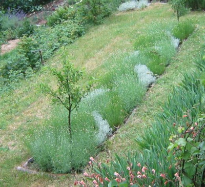 Flechtgarten_20080531.jpg
