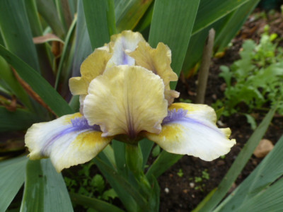 P1310290-Cri Cri.JPG