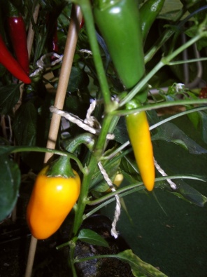www.am_2007_08.29._Chili_2.JPG