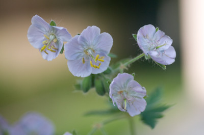 Geranium-Samling.jpg