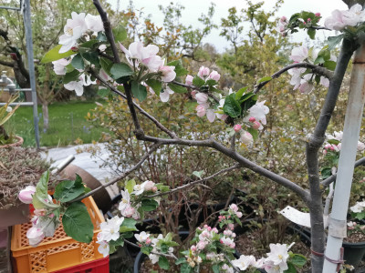 Apfel Zapfenschnitt Graue Herbstrenette.jpeg