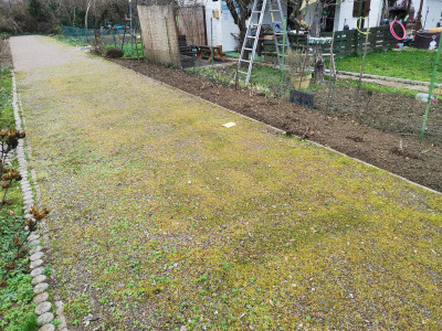 Poa annua 20230114.jpeg