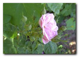 rosa3_001.jpg