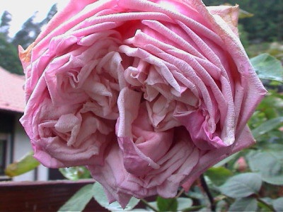Kopie_von_Rhodologue_Jules_Gravereaux_1.jpg