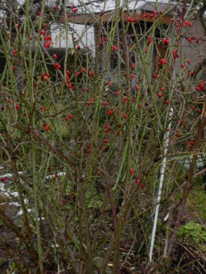 rosa_alba_suaveolens_und_wildrose.jpg