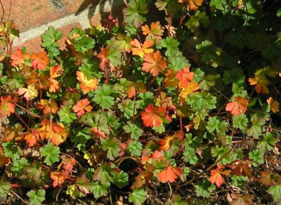Ger_dalmaticum_Herbst.jpg