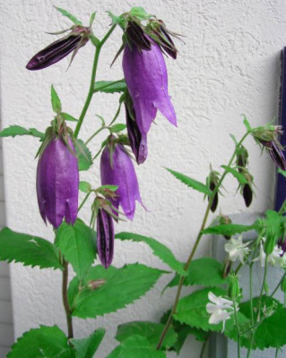 campanula_punctata_sarastro.jpg