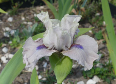 2023-05-13 Iris 'Sugarmist' 2.jpg